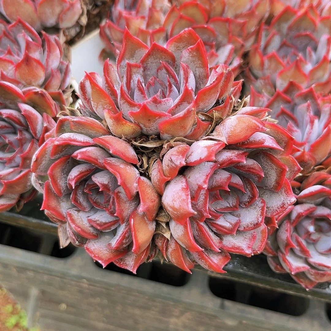 紫玫瑰8999888888888888