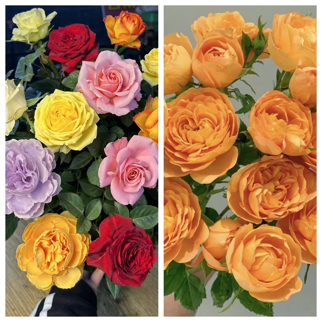 【混色+果汁】花苞发货月季庭院花园阳台地栽室内外均可栽种