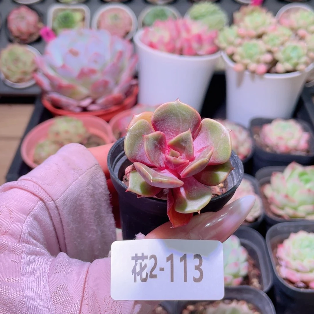 花利美2-113大红袍