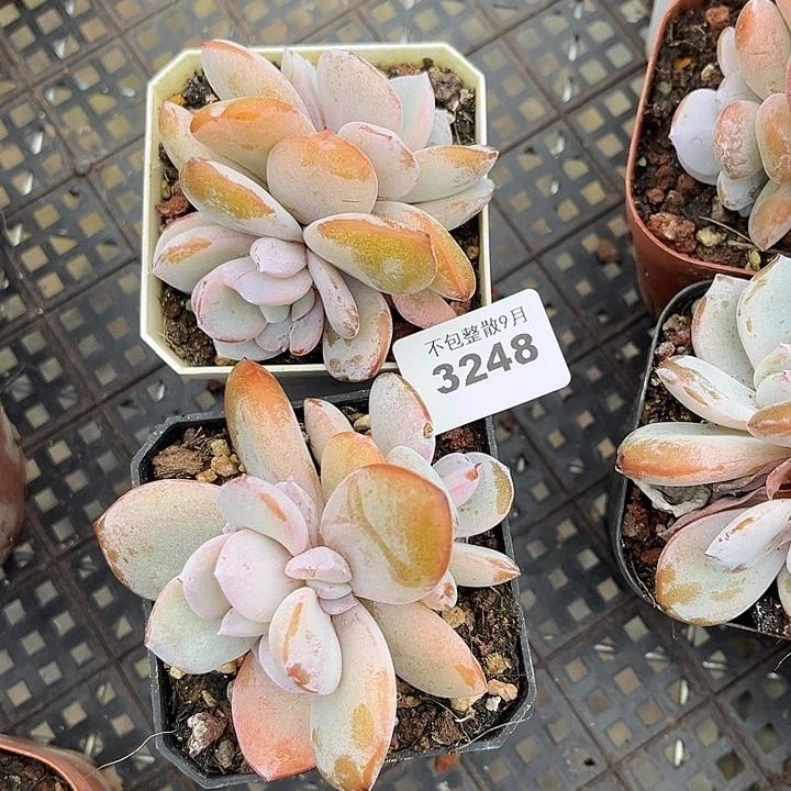 阿雅园艺。         3248