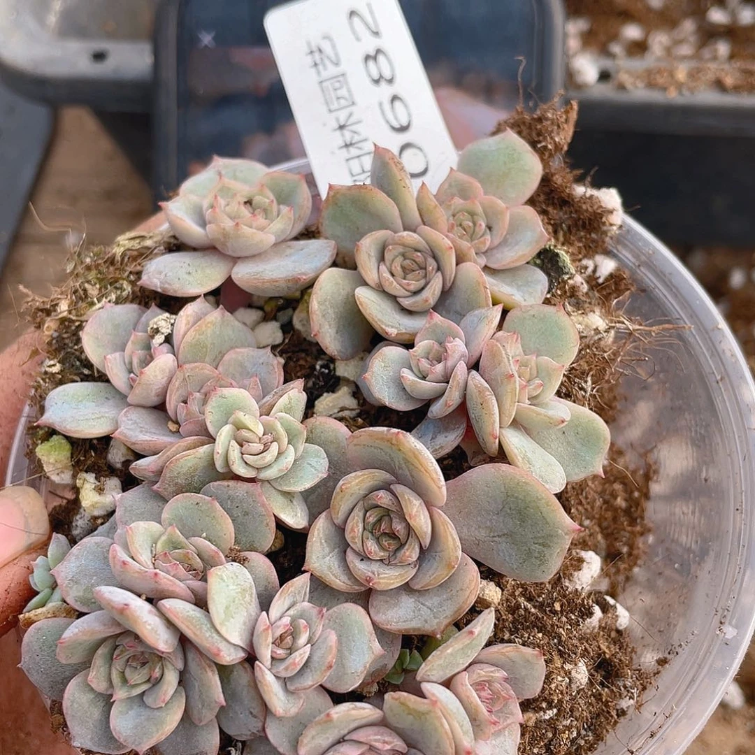 多肉植物多肉植物682