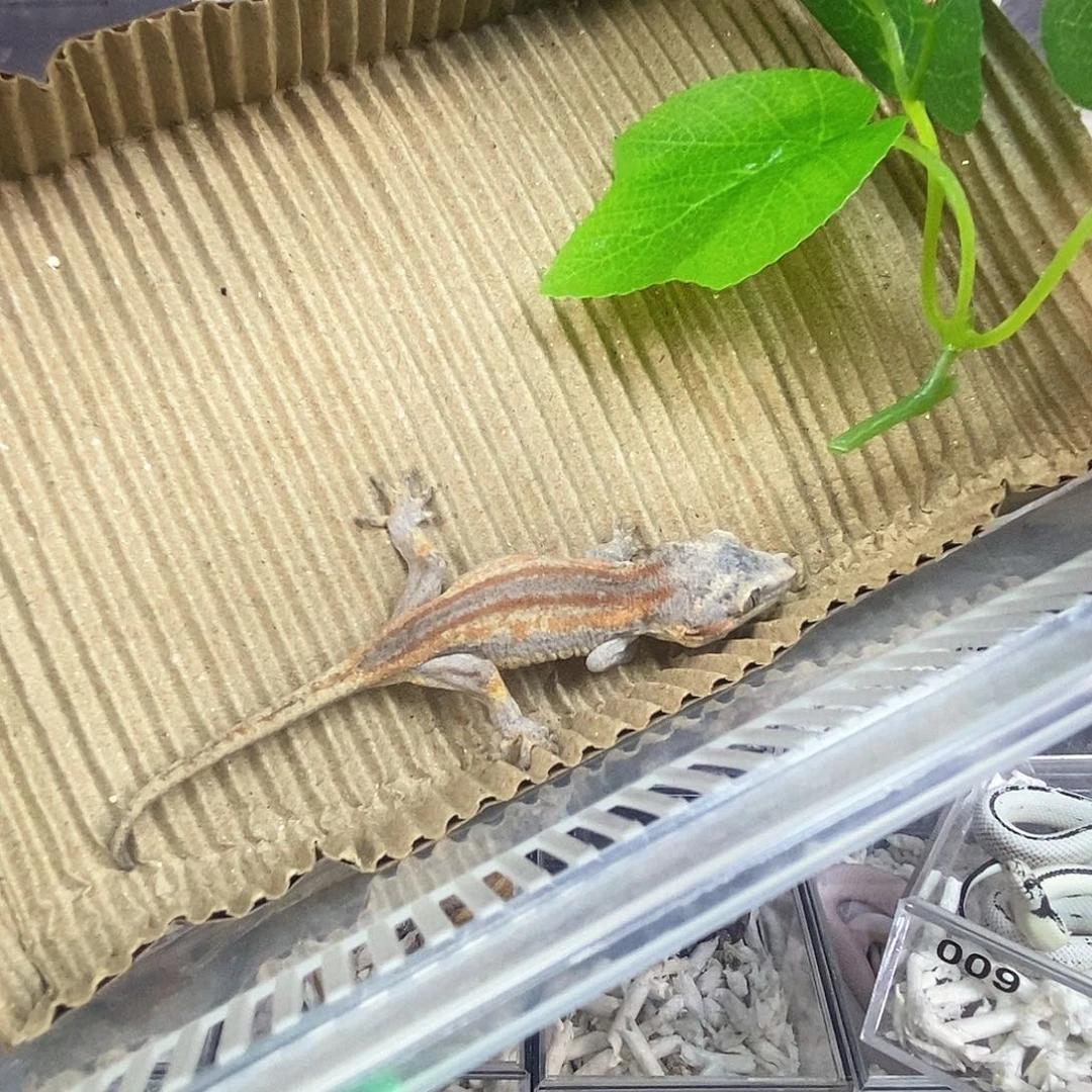 明***.盖勾亚守宫11111111