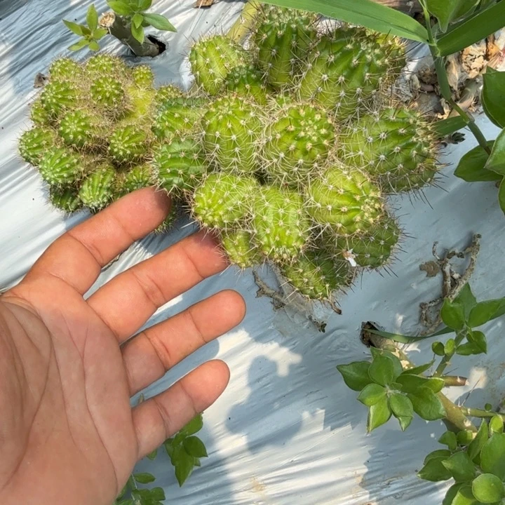 亲***派矮胖白檀488群生566