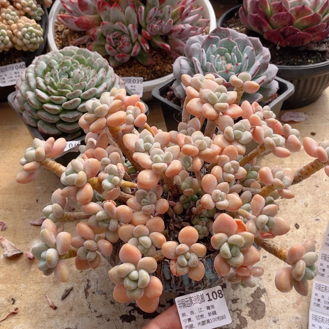 108香水洛神德华多肉