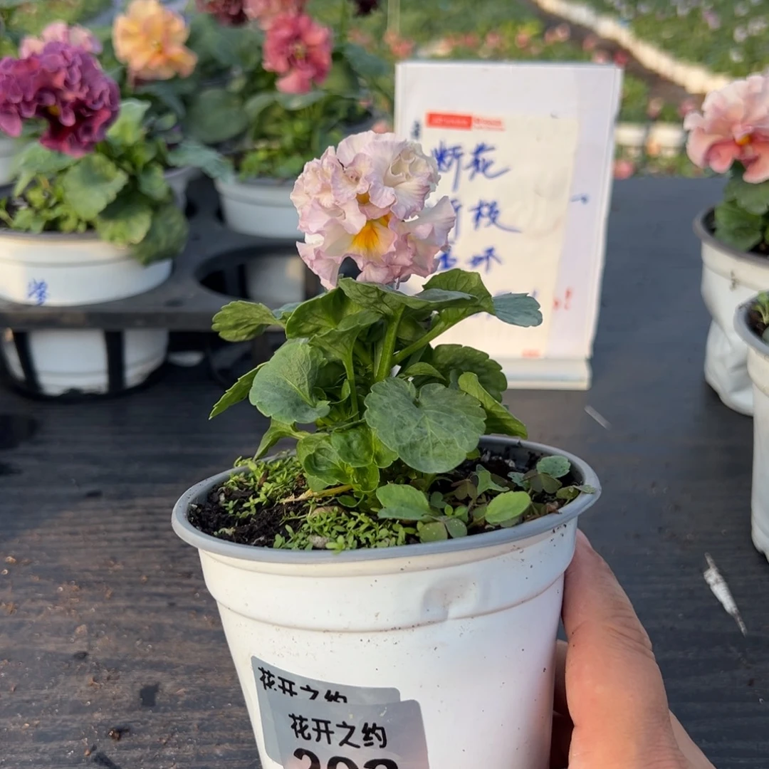 少量花朵（建议范围：2朵-5朵 或40%以下）263号