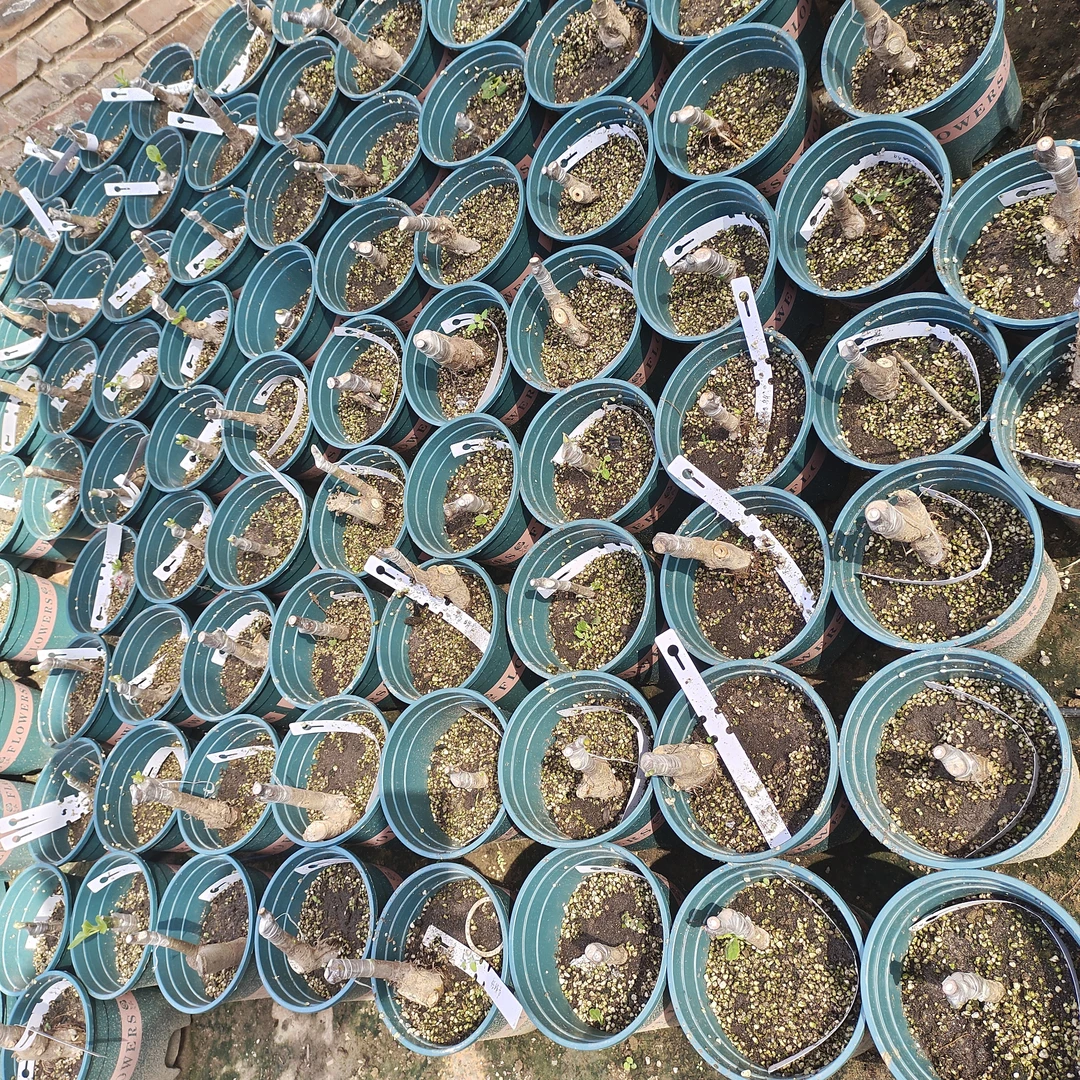 波姬红盆栽嫁接专用