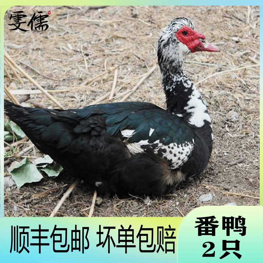 【两只】山林放养番鸭 买一送一共2只共净重10斤 净膛急速冷冻顺丰