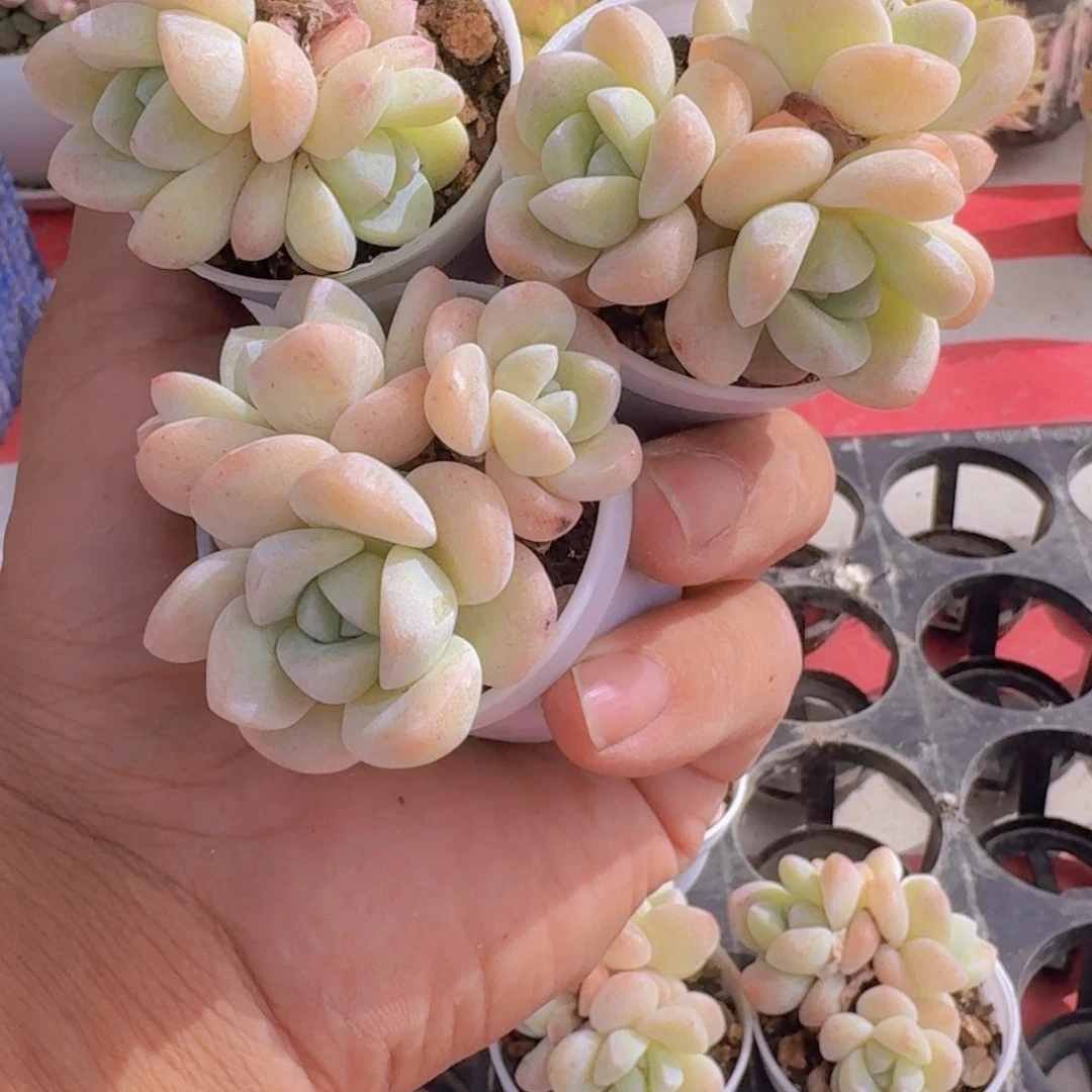 冰玉3颗9.9多肉植物