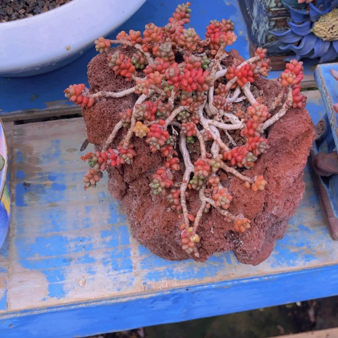 觉***多肉植物保护研究所所长一