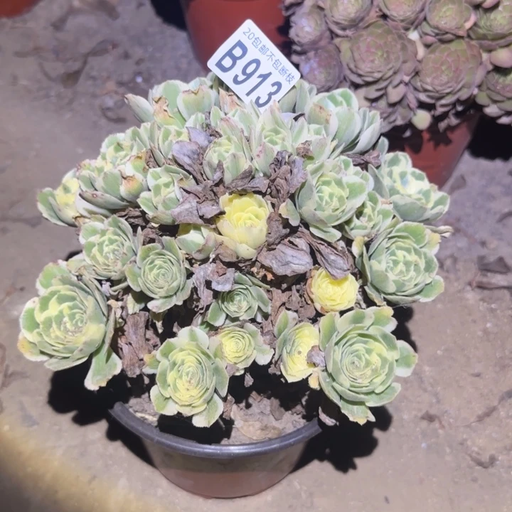 冷月……多肉植物的