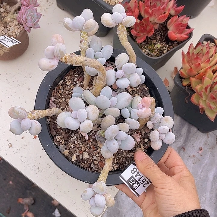 樱花奶26148多肉植物