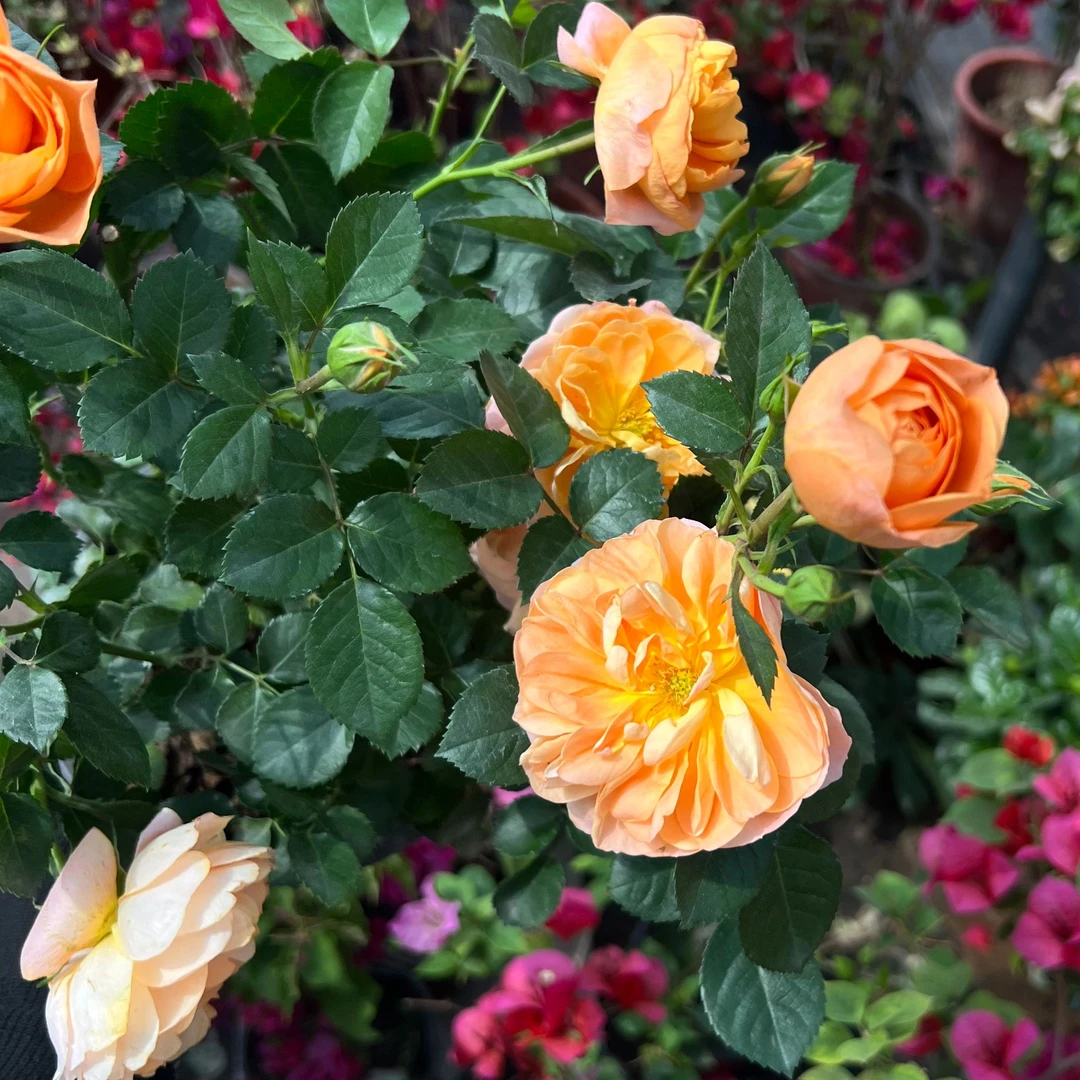 果汁阳台盆栽 精致好看 芳香扑鼻