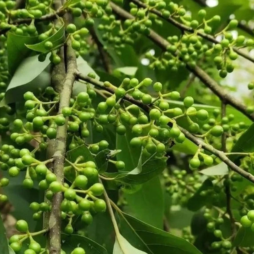 贵州野生木姜子新鲜木姜子酸汤火锅底料