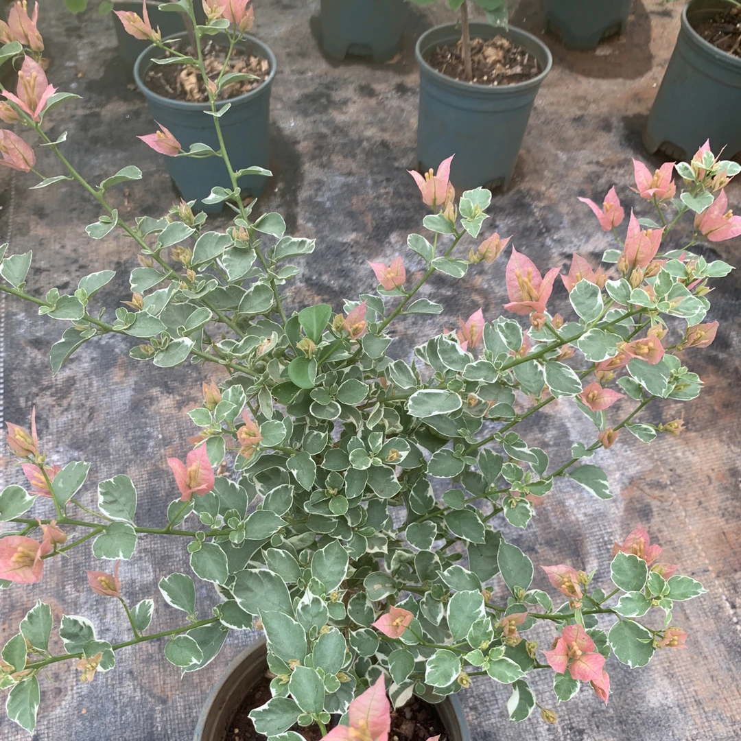 【少女心】介意落花落叶落秃 轻微折枝的勿拍  无售后