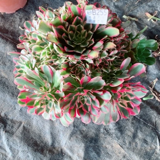 若***离多肉植物女妖255