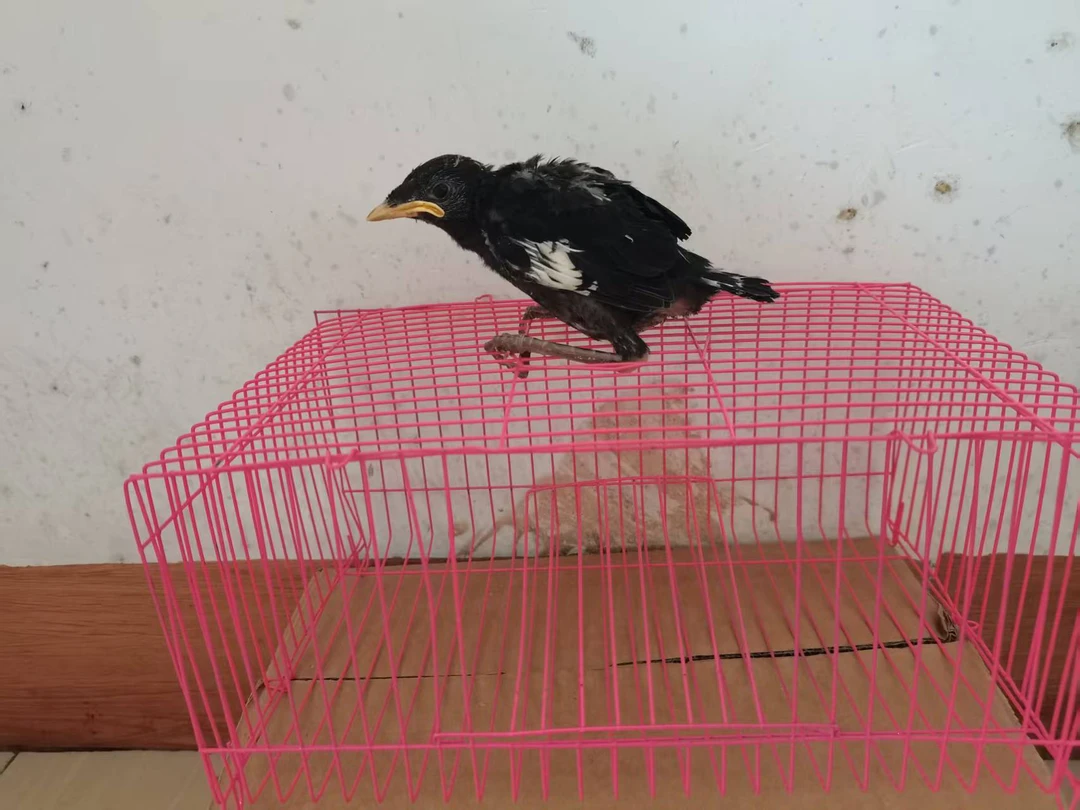 广东省内拍适用的小黑专用快递运输鸟笼下单前联系客服