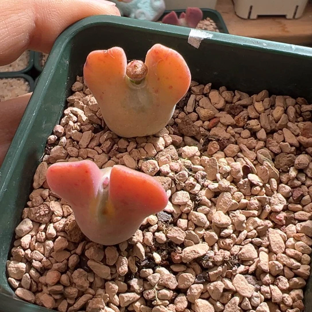 叼*482。青蛙种源大眼空蝉两颗