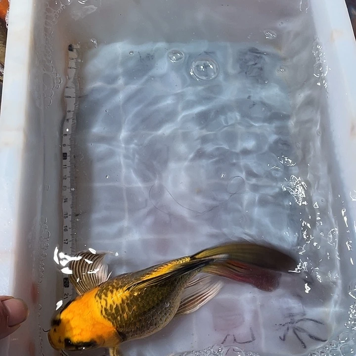 蝴蝶鲤鱼渔场直发39