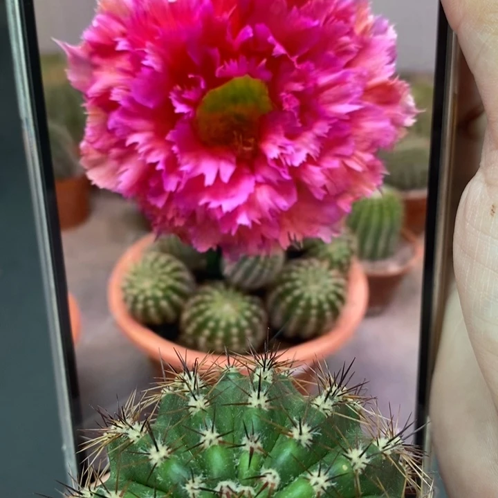 香香2号羽毛侧芽5公分左右