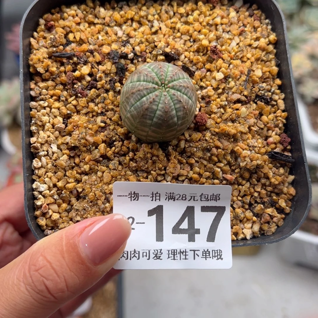 布纹球多肉多多肉多肉