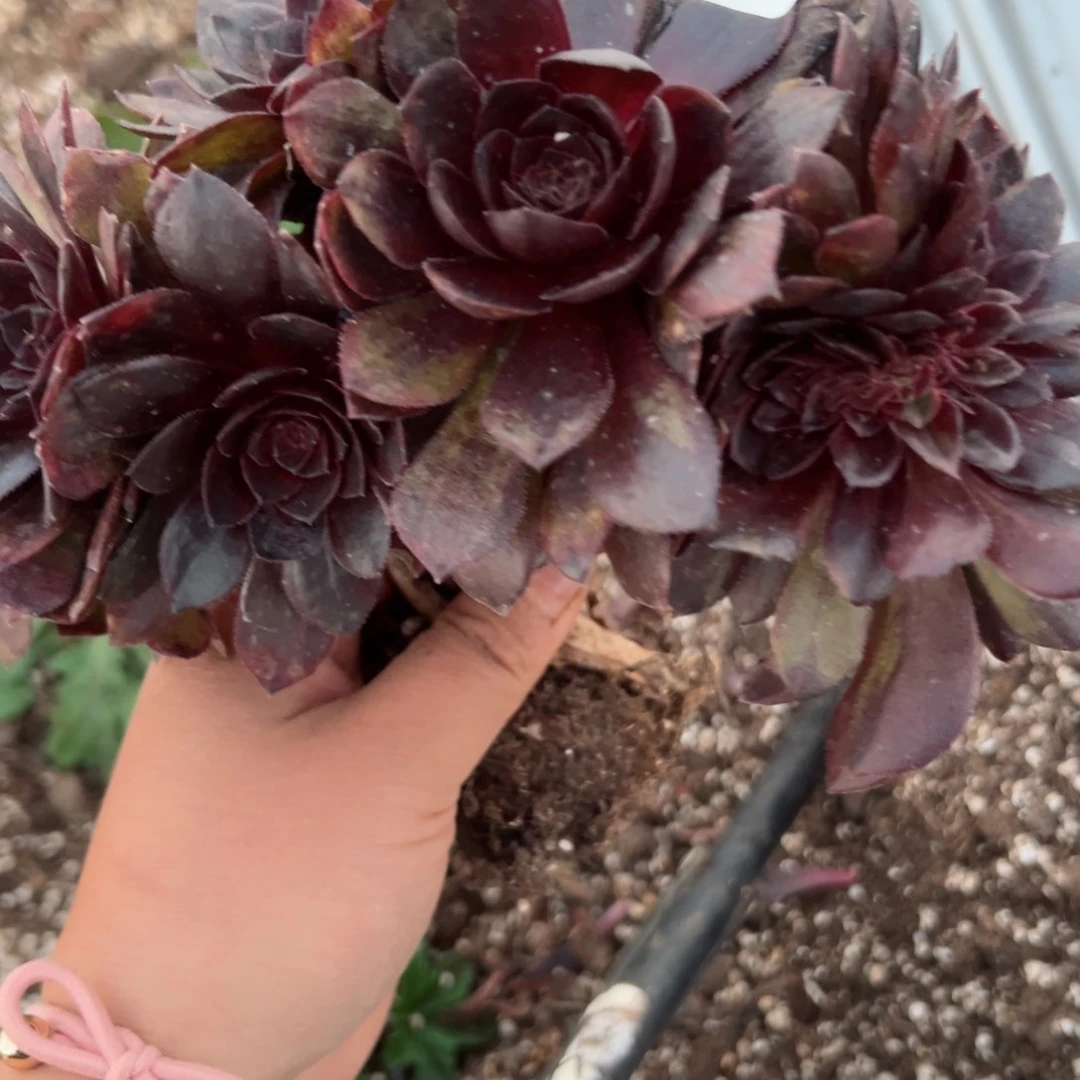 530 号多肉植物法师新年福利