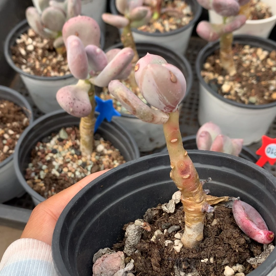 小屁桃 瑕疵不售后