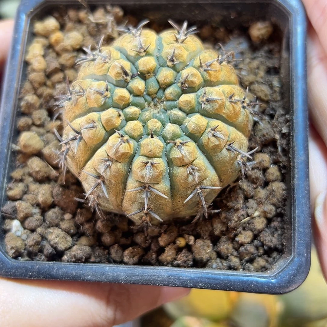 晚22号实生黑刺凤头带锈5公分