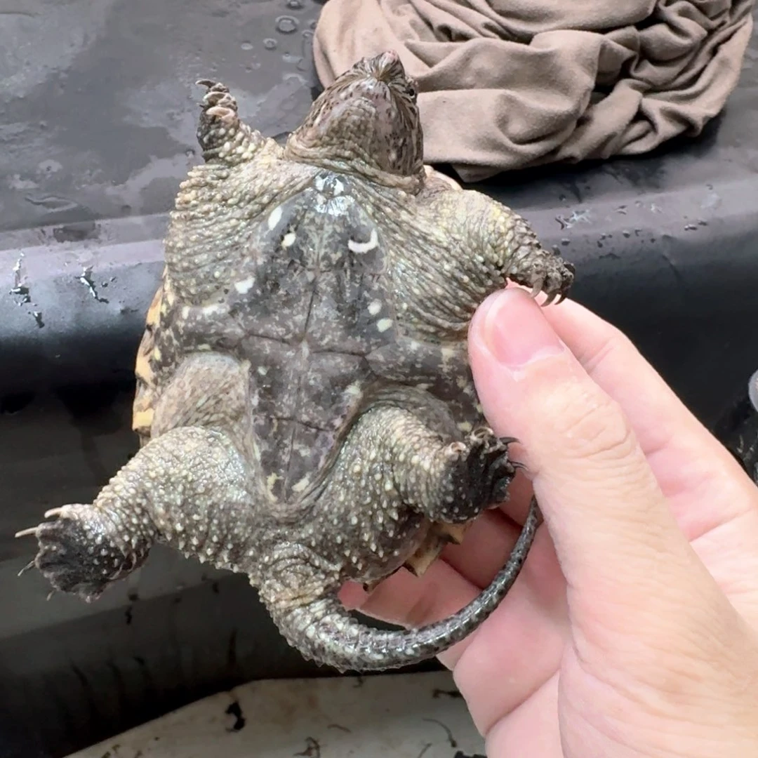 小鳄龟不分公母44