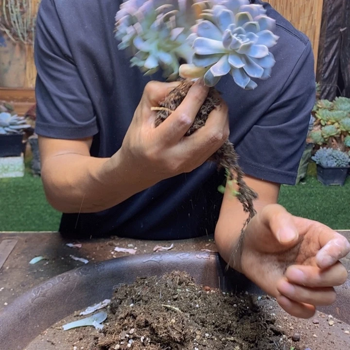 3***。626肉咖多肉一物一拍