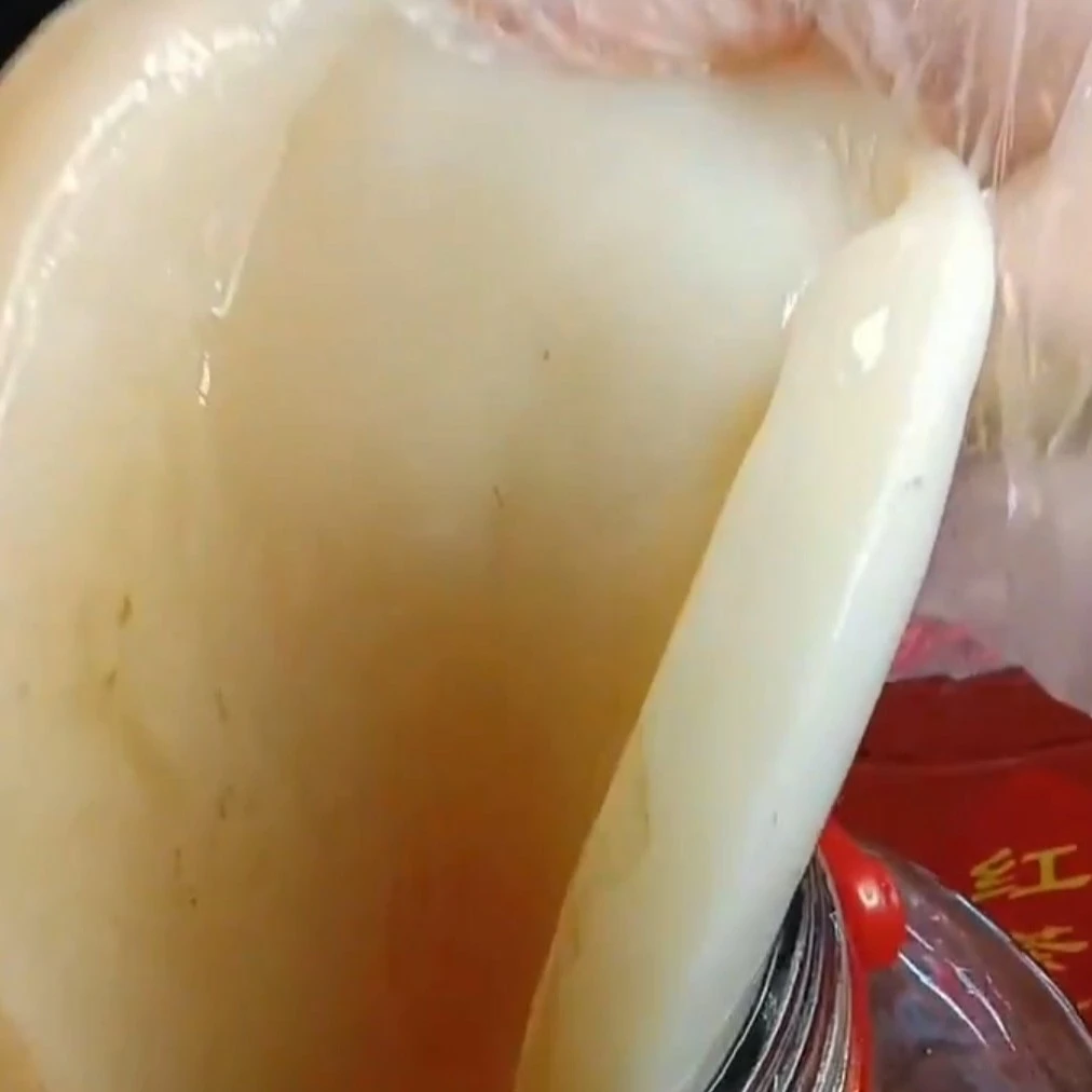 特优款厚膜半斤海宝红茶菌