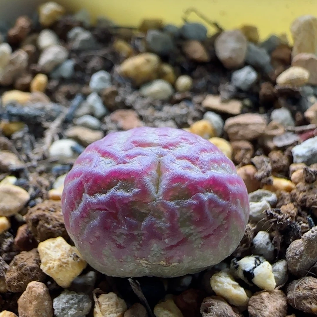 小*子1-21当天满58包邮多肉脱土