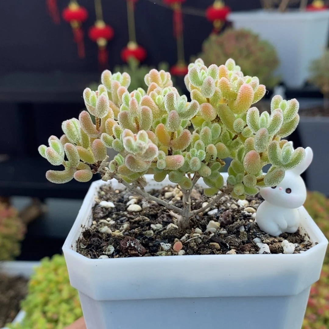 279号优选冰晶枝干多肉