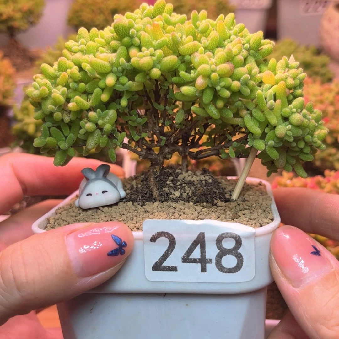 无花朵248蜜桔糖球