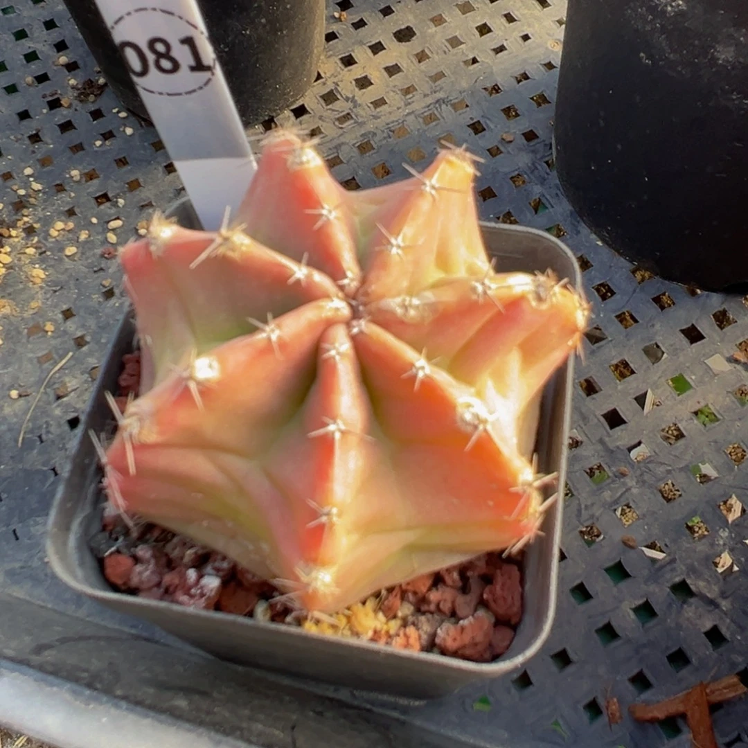 081实生根矮型微刺虾多肉植物带盆土