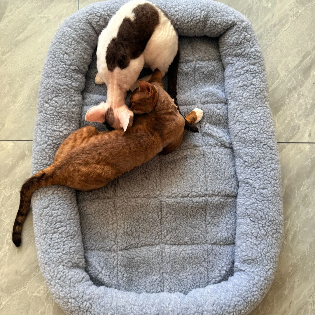 猫窝狗窝四季通用中小型犬宠物用品（可机洗）