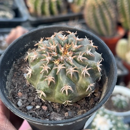 当前无花栽培后可以开花实生猫爪圆盘玉