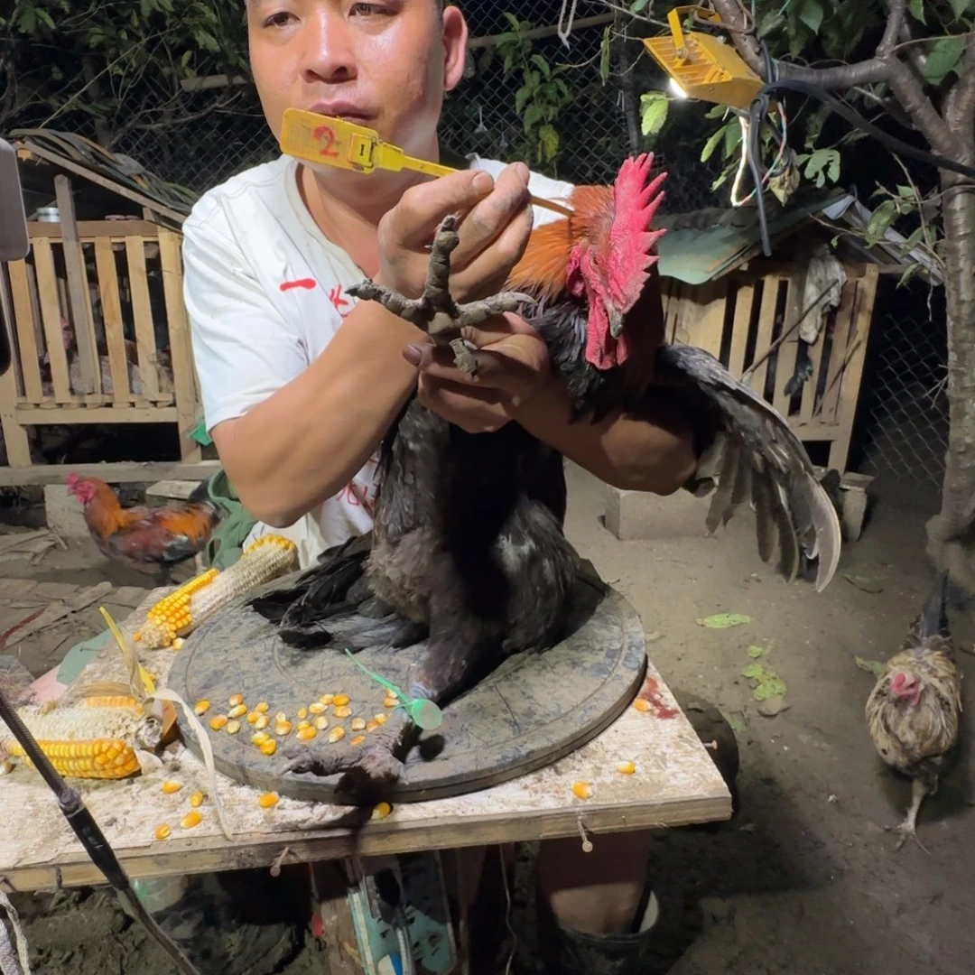 包装中国大陆2樱桃鸡