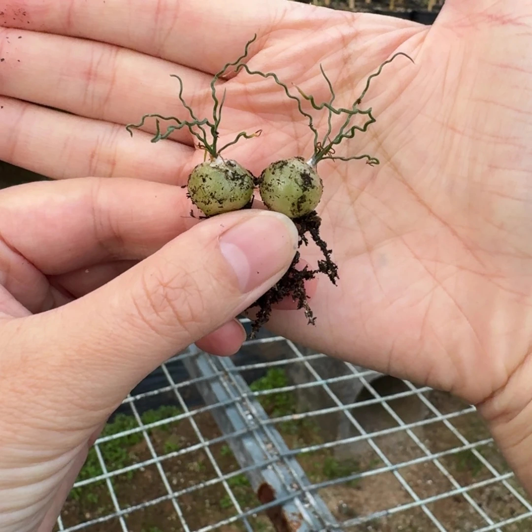 泰迪海葱2颗一物一拍多肉
