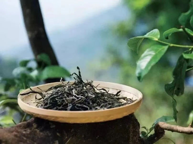 野猪林古树普洱生茶 散茶 2024年-W