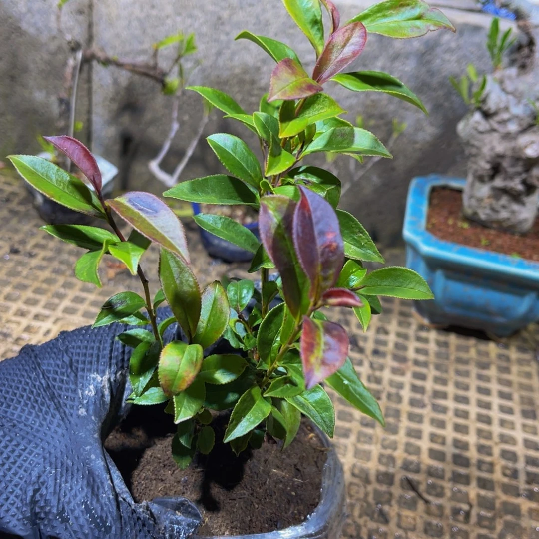 当前无花朵，栽培后可花朵