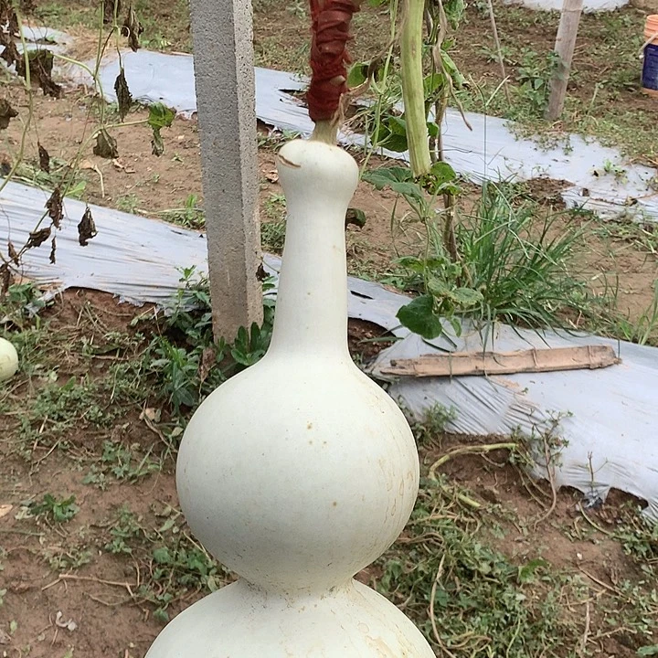 d****中号瑕疵包邮中号