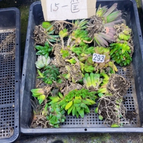 293丑雨露一筐如图东北不拍货