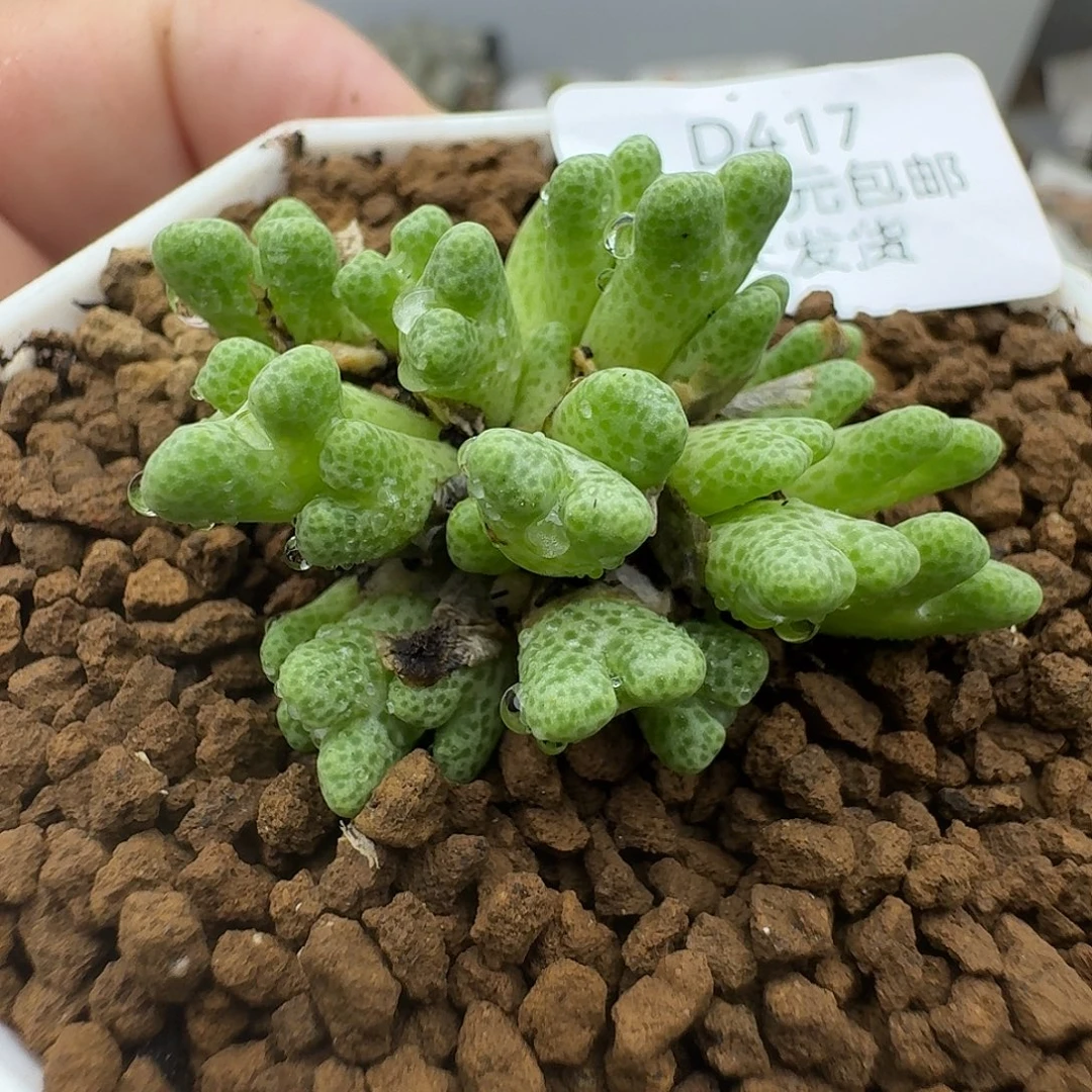 417多肉姐姐姐姐姐姐家