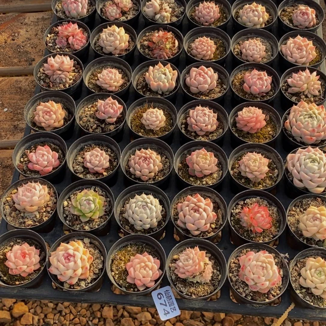 季*风674的人生态度是如此美好