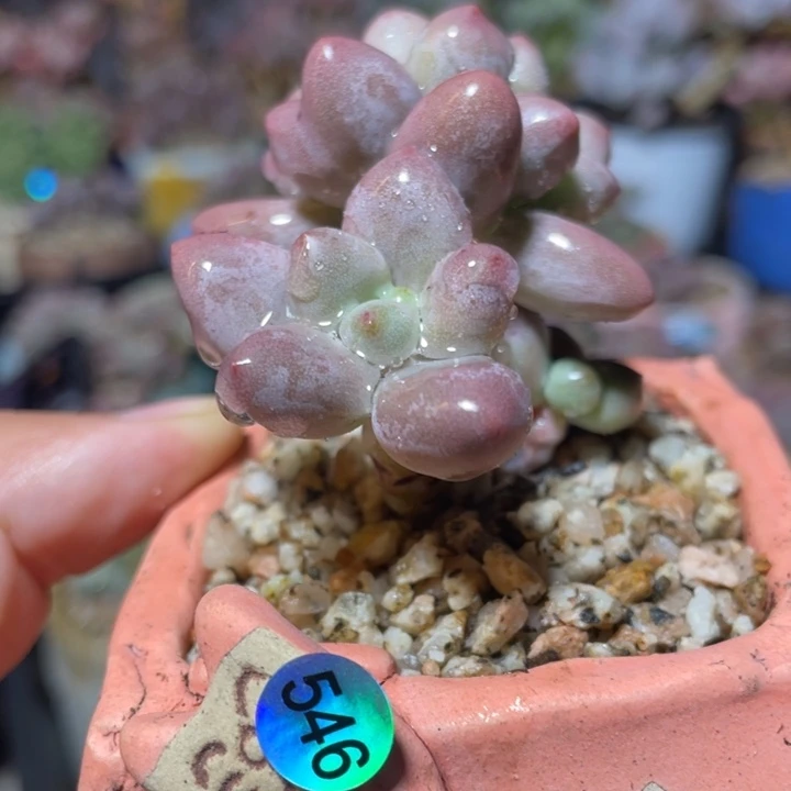 仙子奶酪多肉植物