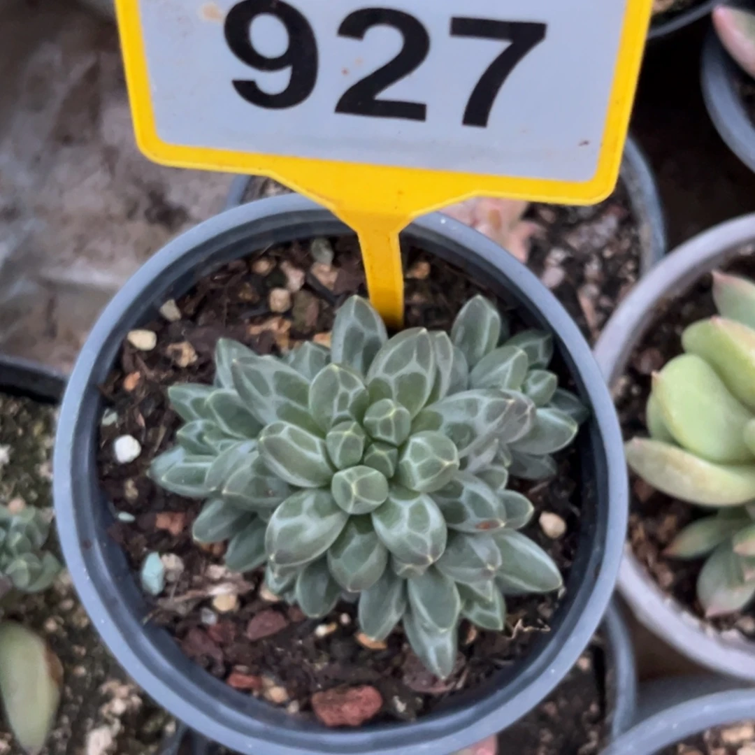 花***鹿多肉植物申公豹927