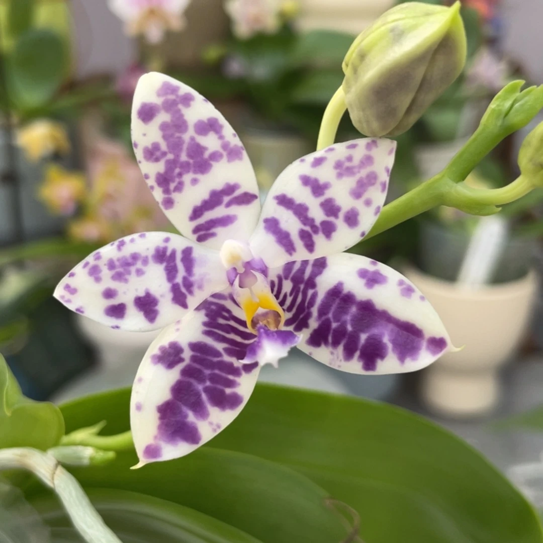 完全开放YW08，2.5杯开花株