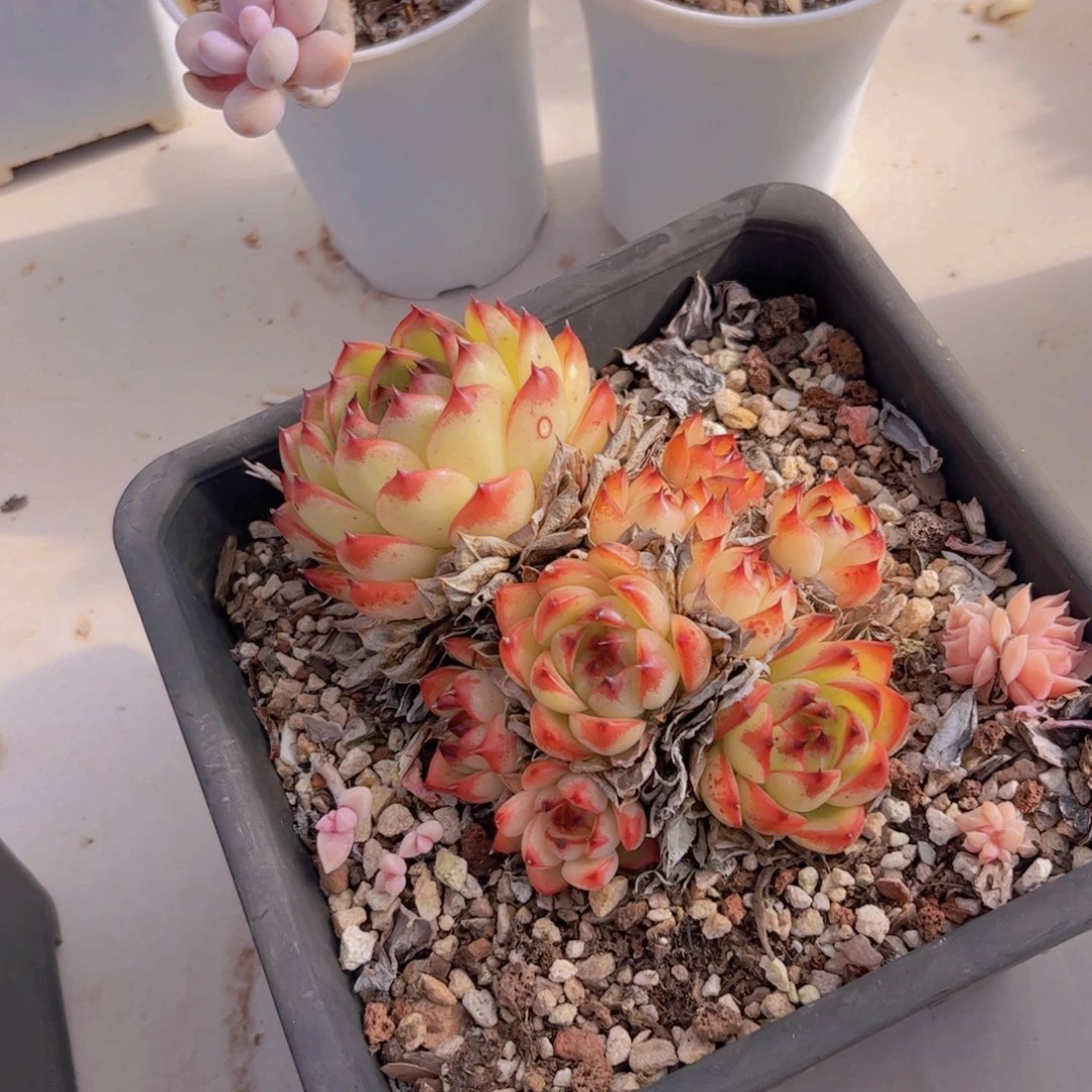 月亮石多肉植物16121