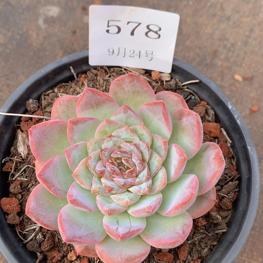 【闪购商品】云578号