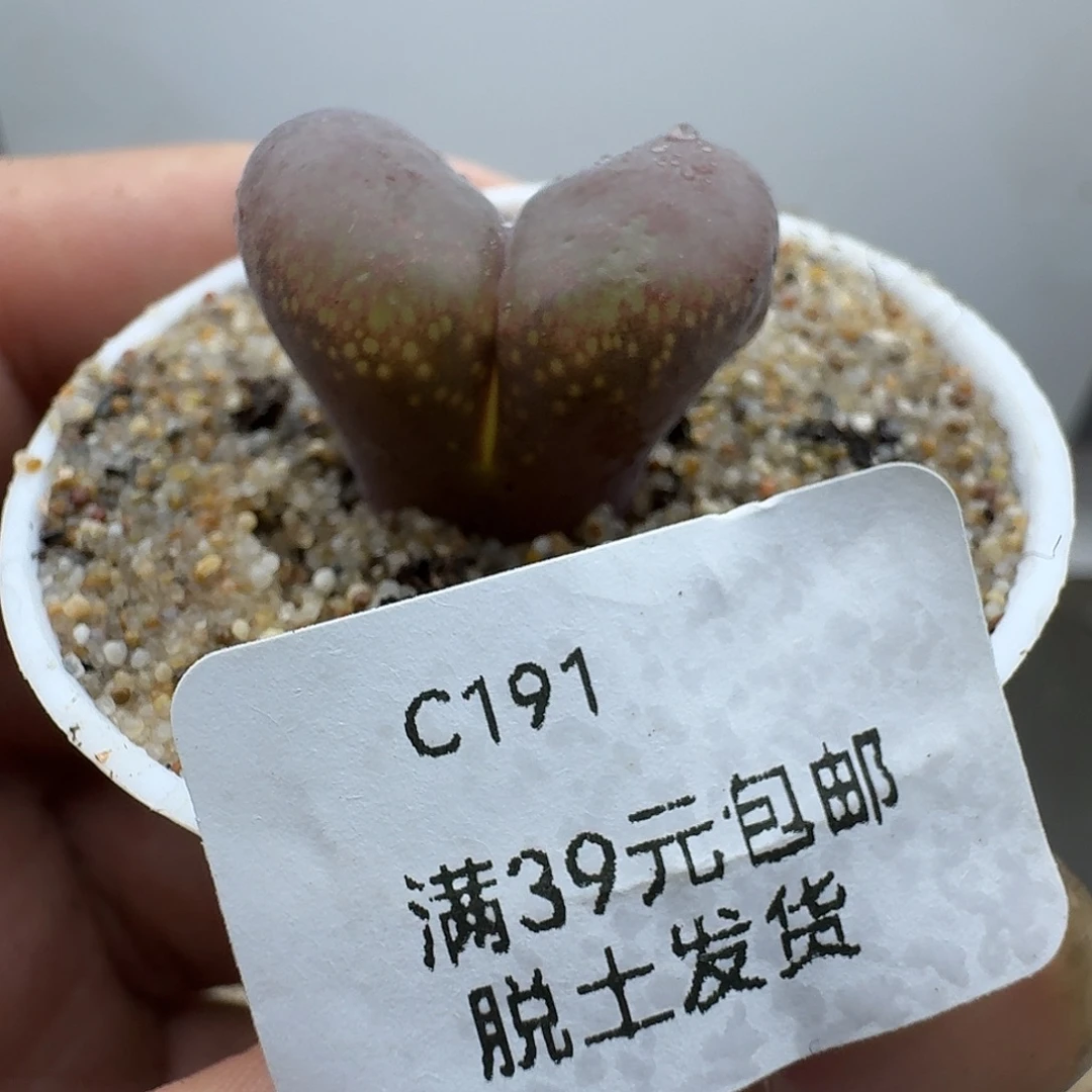 191多肉哈哈哈哈哈哈